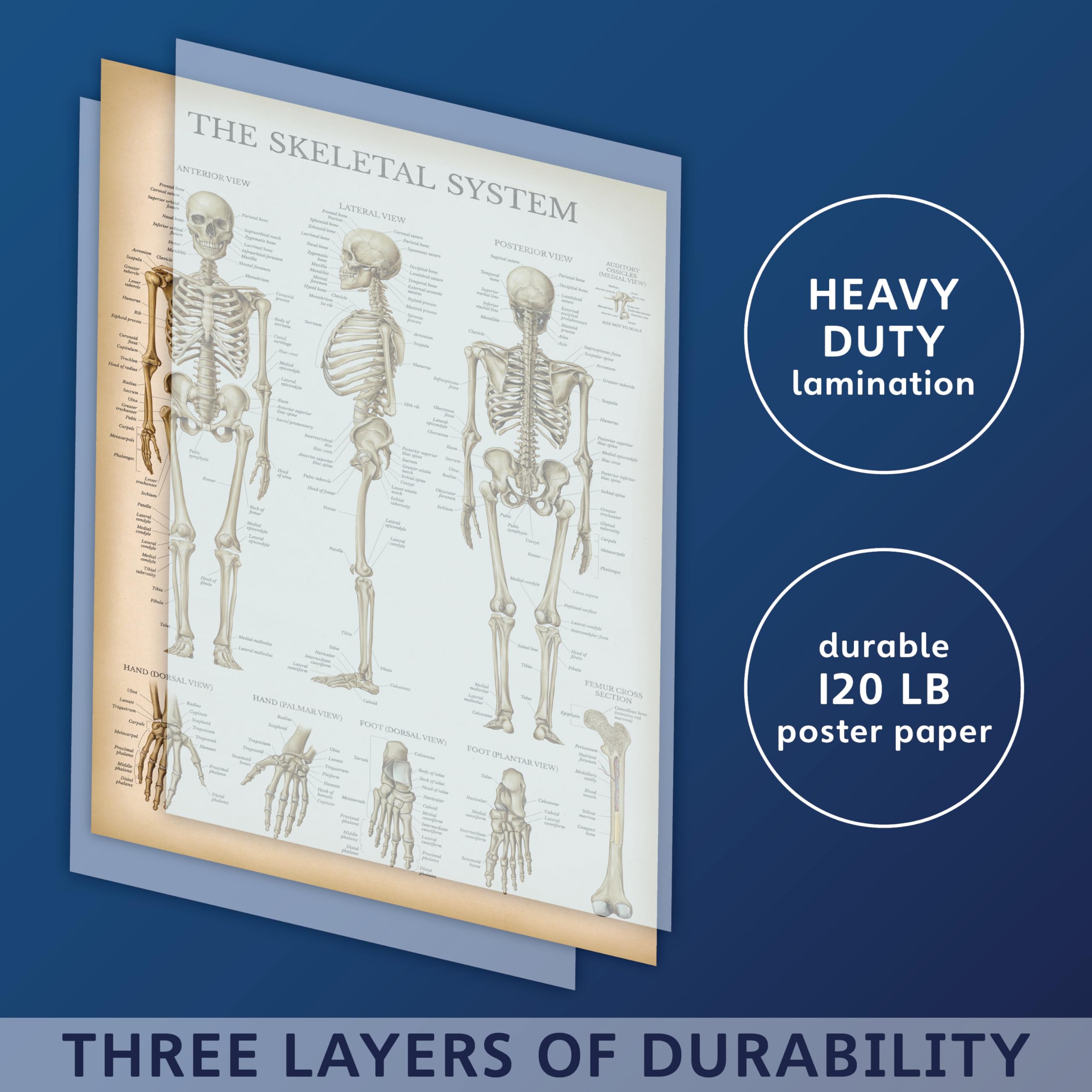 Palace Learning Vintage Skeletal System Anatomical Chart - Pôster